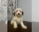 Small #14 Havanese