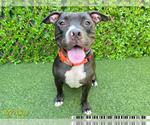 Small #1 Boxer Mix
