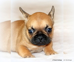 Small #4 French Bulldog