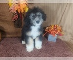 Puppy Othello Bernedoodle (Miniature)