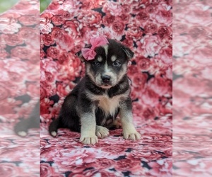 Labrador Retriever-Sharberian Husky Mix Puppy for sale in LINCOLN UNIV, PA, USA