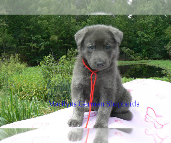 Medium Photo #4 German Shepherd Dog Puppy For Sale in PIEDMONT, MO, USA
