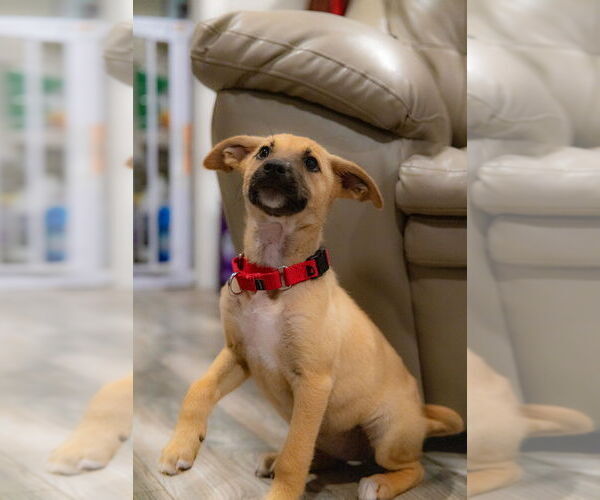 Medium Photo #2 Black Mouth Cur-Unknown Mix Puppy For Sale in San Diego, CA, USA