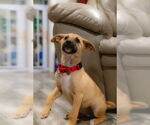 Small #1 Black Mouth Cur Mix