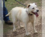 Small #2 Border Terrier Mix