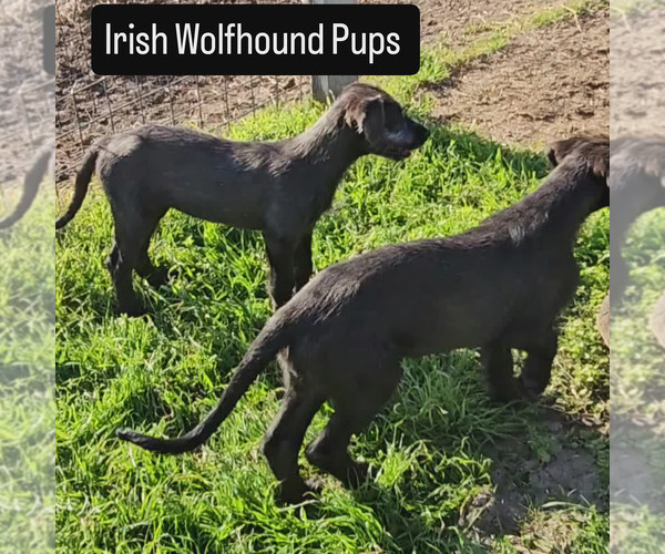 Medium Photo #4 Irish Wolfhound Puppy For Sale in MATHIS, TX, USA