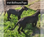 Small #3 Irish Wolfhound
