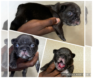 French Bulldog Puppy for sale in SPRINGFIELD, MO, USA