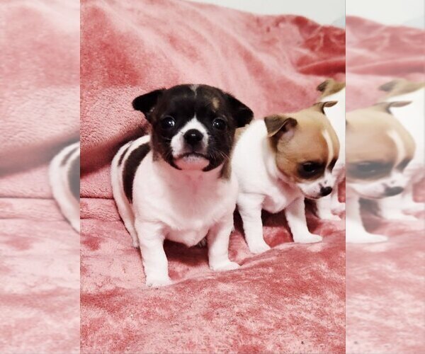 Medium Photo #12 Chihuahua Puppy For Sale in MOUNT AIRY, NC, USA