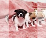 Small Photo #12 Chihuahua Puppy For Sale in MOUNT AIRY, NC, USA