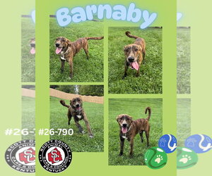 Mountain Cur-Unknown Mix Dogs for adoption in Georgetown, KY, USA