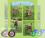 Small Mountain Cur Mix