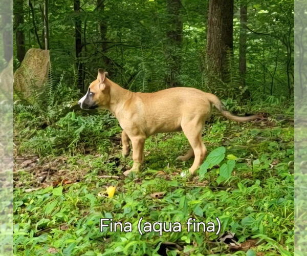 Medium Photo #10 Mutt Puppy For Sale in Ellijay, GA, USA