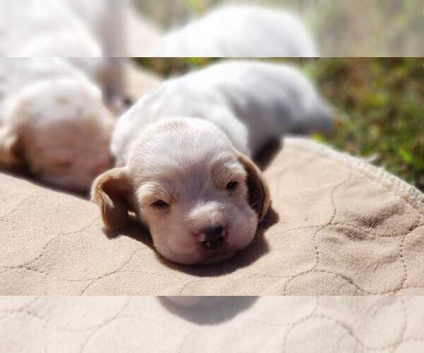 Medium Photo #3 Basset Hound Puppy For Sale in MOUNTAIN GROVE, MO, USA