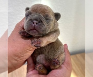 French Bulldog Puppy for sale in OJAI, CA, USA