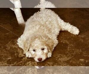 Labradoodle-Poodle (Standard) Mix Puppy for sale in SULLIGENT, AL, USA