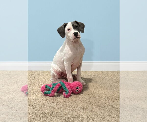 Medium Photo #1 American Staffordshire Terrier-Unknown Mix Puppy For Sale in Holly Springs, NC, USA