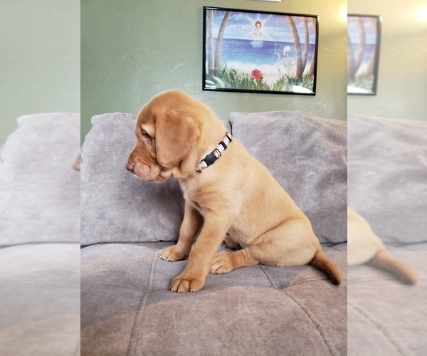 Medium Photo #11 Labrador Retriever Puppy For Sale in NEENAH, WI, USA