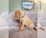 Small Photo #11 Labrador Retriever Puppy For Sale in NEENAH, WI, USA