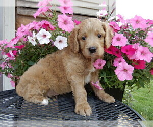 Miniature Labradoodle Puppy for sale in FREDERICKSBG, OH, USA