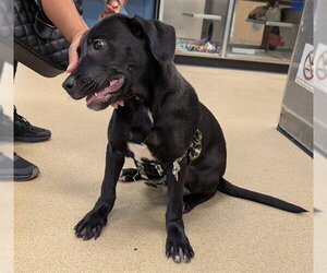 Labrador Retriever Dogs for adoption in Plano, TX, USA