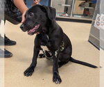 Small Labrador Retriever