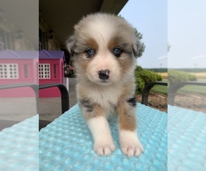 Medium Australian Shepherd