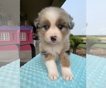 Puppy Puppy 6 Australian Shepherd