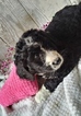 Small Photo #1 Bernedoodle Puppy For Sale in BELLEVILLE, PA, USA