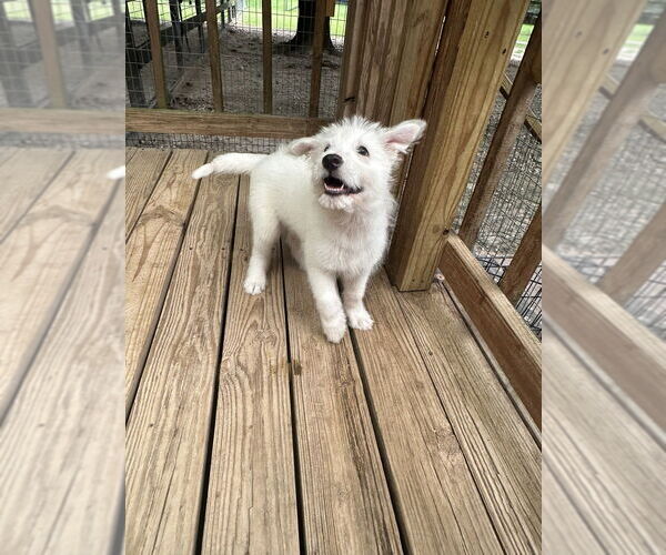 Medium Photo #6 Mutt Puppy For Sale in Oak Bluffs, MA, USA