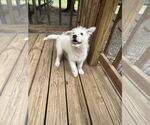 Small #5 Mutt