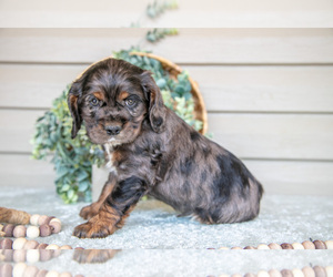 Medium Cocker Spaniel