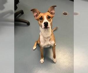 Mutt Dogs for adoption in London, Ontario, Canada