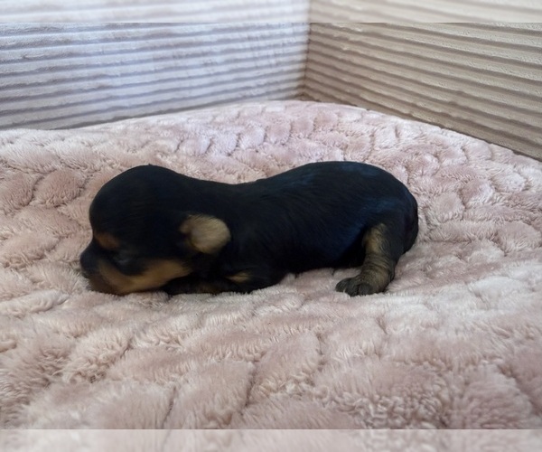 Medium Photo #26 Yorkipoo Puppy For Sale in ARLINGTON, TX, USA