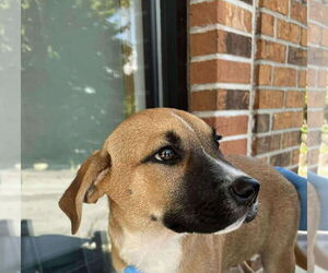 Mutt Dogs for adoption in Candler, NC, USA