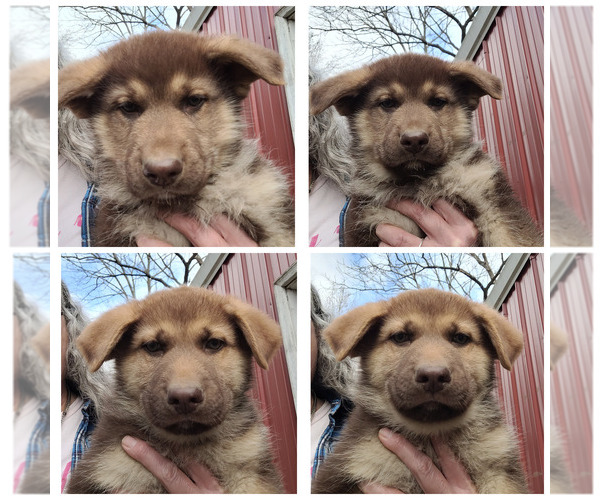 Medium Photo #1 German Shepherd Dog Puppy For Sale in SCOTTSVILLE, KY, USA