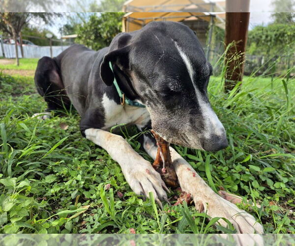 Medium Photo #7 Great Dane Puppy For Sale in Bullard, TX, USA