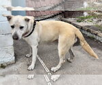 Small Photo #11 Labrador Retriever-Unknown Mix Puppy For Sale in Sanford, FL, USA