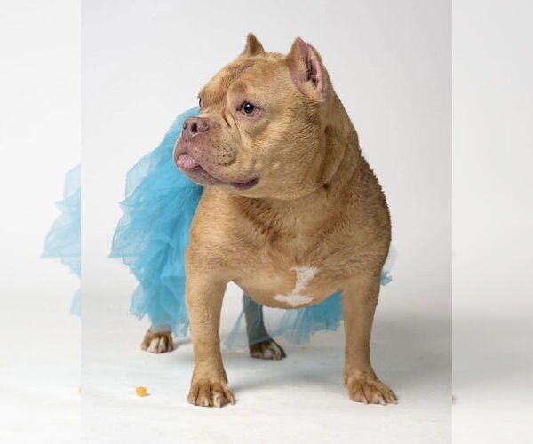 Medium Photo #2 Mutt Puppy For Sale in Hillsboro, NH, USA