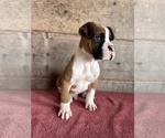 Small #7 Boxer