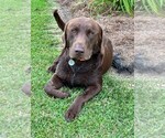 Small #8 Labrador Retriever