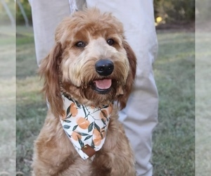 Mother of the Goldendoodle puppies born on 03/22/2025