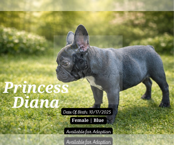 Medium Photo #7 French Bulldog Puppy For Sale in FAYETTEVILLE, GA, USA