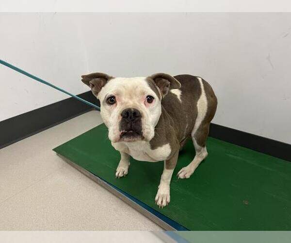 Medium Photo #1 Staffordshire Bull Terrier-Unknown Mix Puppy For Sale in Corona, CA, USA