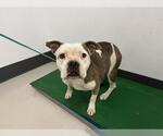 Small Staffordshire Bull Terrier Mix