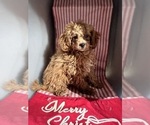 Small Photo #5 ShihPoo Puppy For Sale in DURHAM, CT, USA