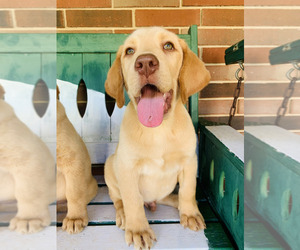 Labrador Retriever Puppy for sale in WILDWOOD, GA, USA