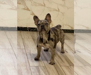 French Bulldog Puppy for sale in AUSTIN, TX, USA