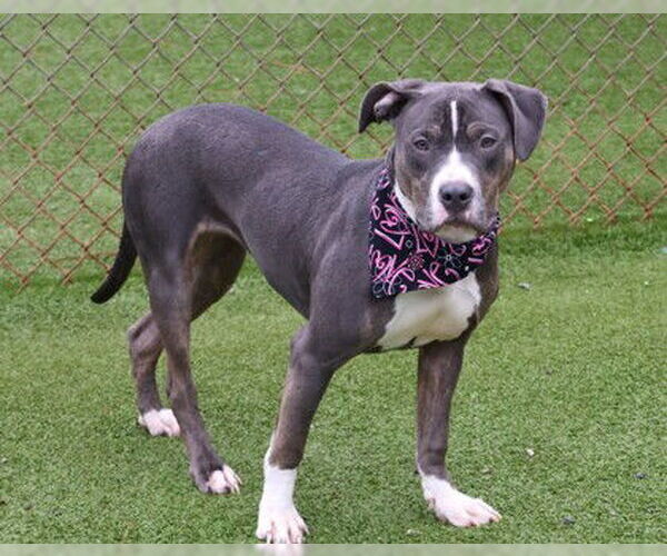 Medium Photo #2 Mutt Puppy For Sale in Rockaway, NJ, USA