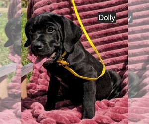 Cane Corso Puppy for sale in MINERAL WELLS, WV, USA